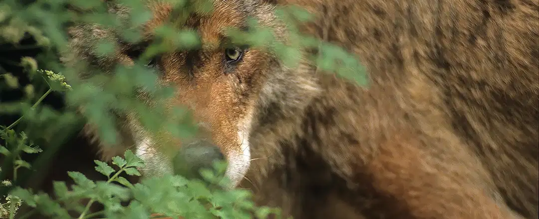 In Wolf Country