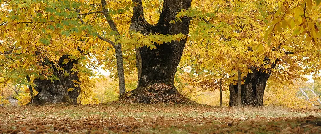 Where the Chestnuts Grow