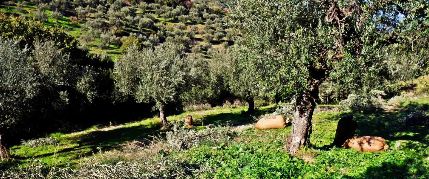 A Farmhouse in the Peloponnese