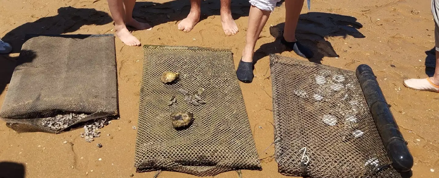 The Oysters of Ria Formosa