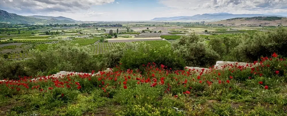 The Vineyards of Sunlit Izmir
