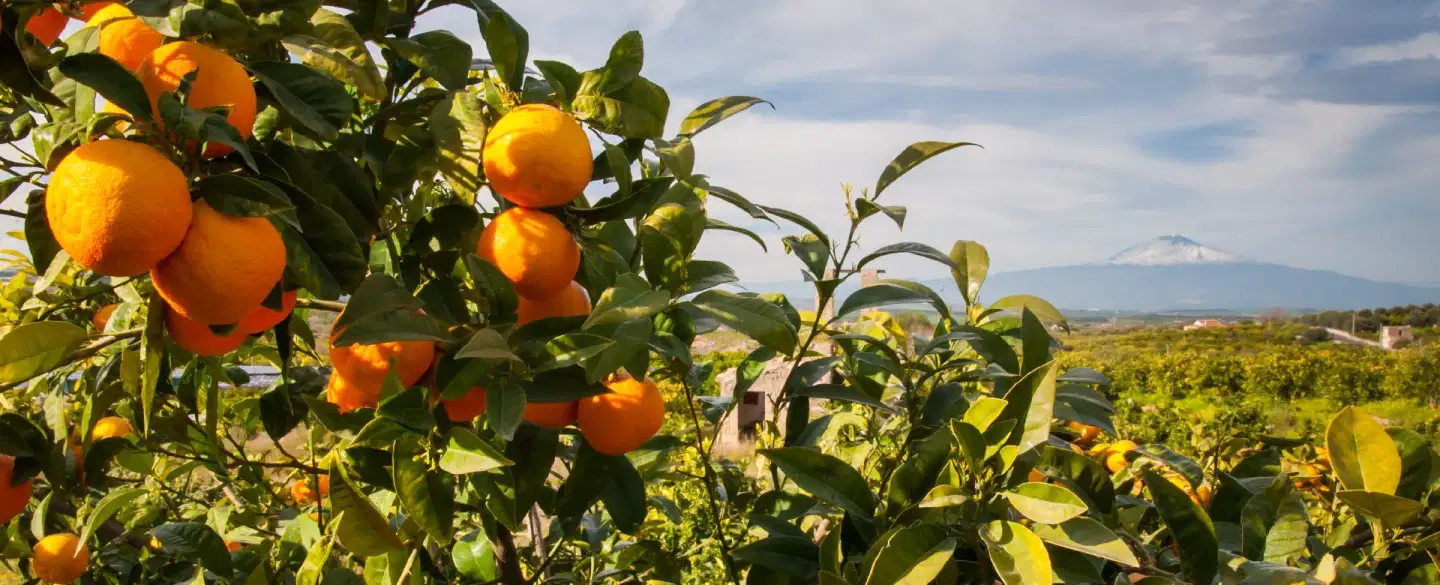 A Story Grown on Etna