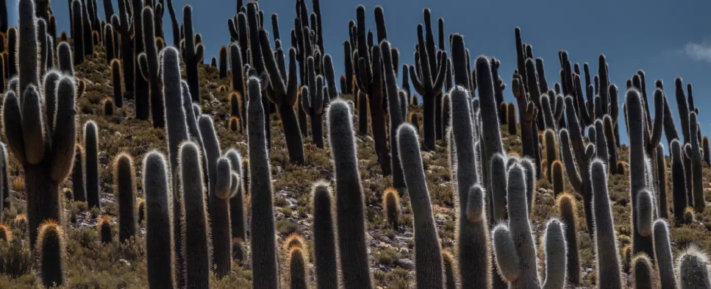 Among the Giant Cacti
