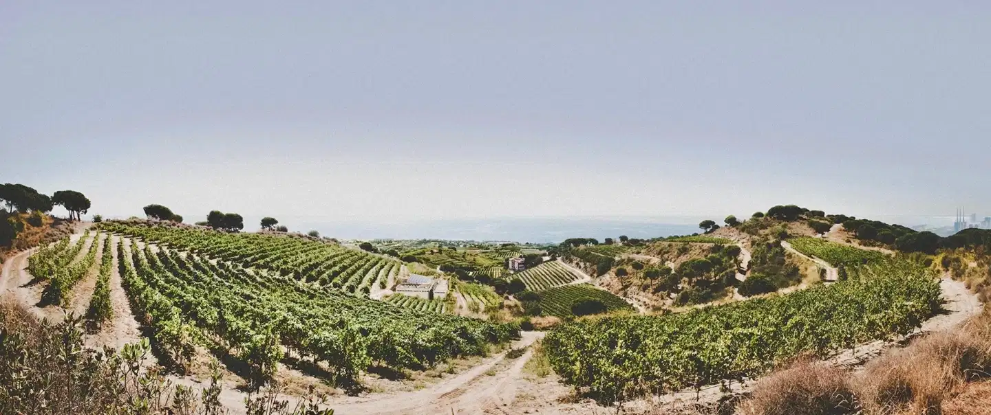A Vineyard The Sea Found
