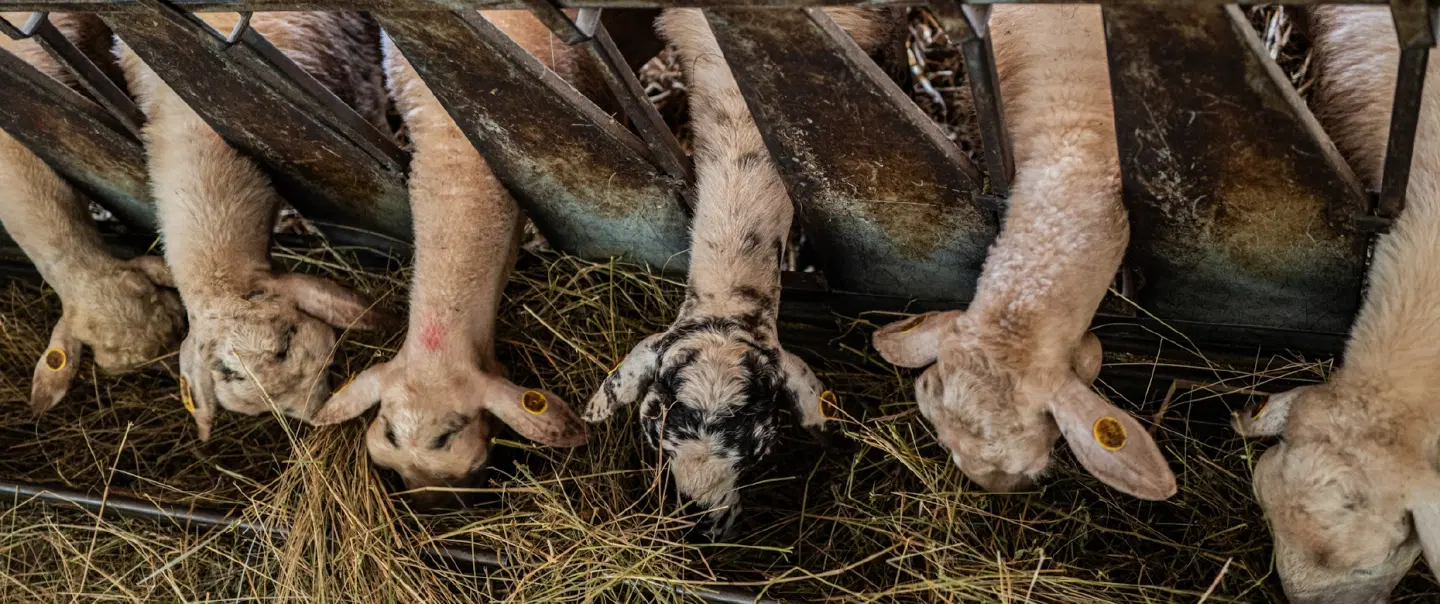 Farm Tour near Trieste, walking with sheep, engaging in shepherd traditions & tasting fresh produce.