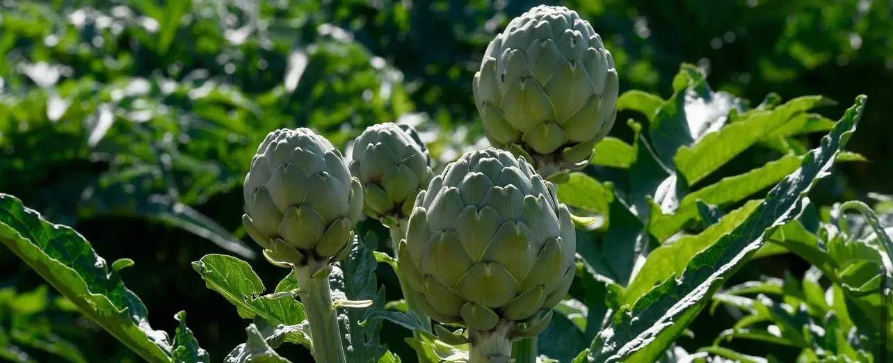 Farm-to-Table Experience near Barcelona: Hand-pick & grill delta artichokes with a private chef.