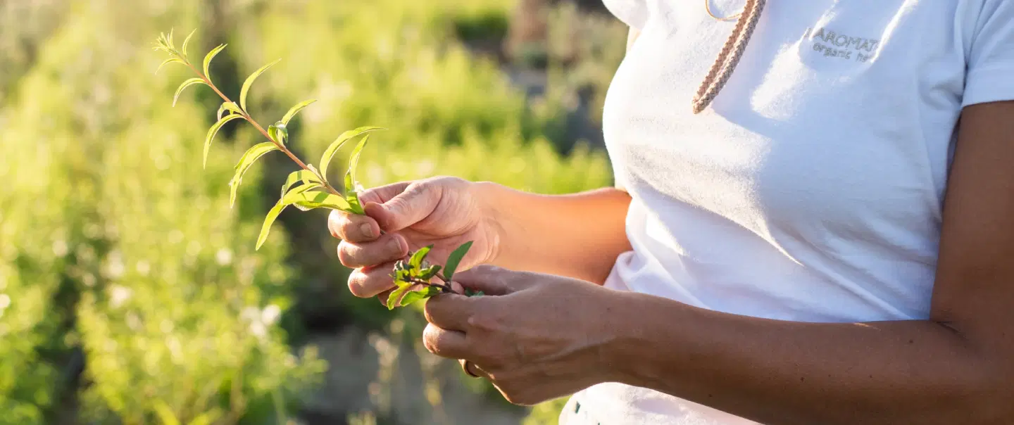 The Herbs of Alentejo