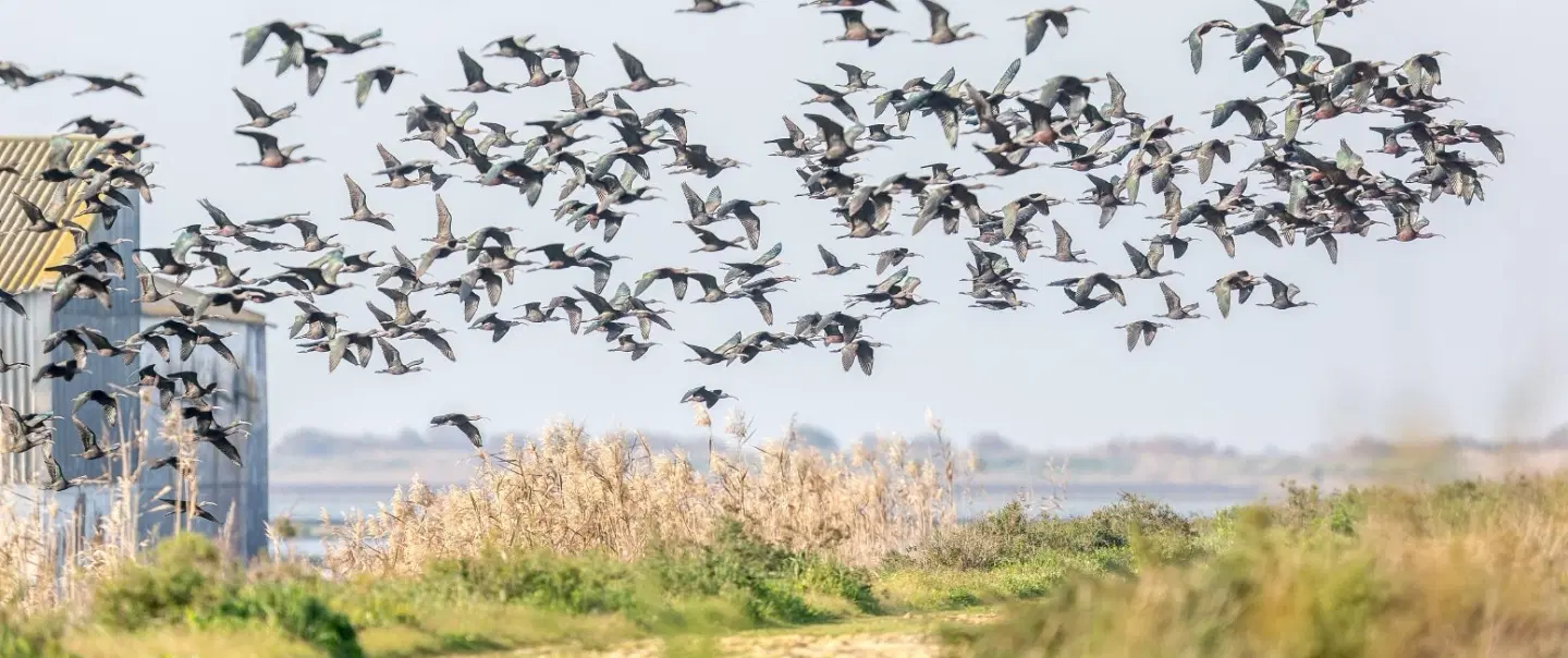 Full-Day Cultural Tour from Seville to Doñana marshlands with rice, crayfish & El Rocío tradition.