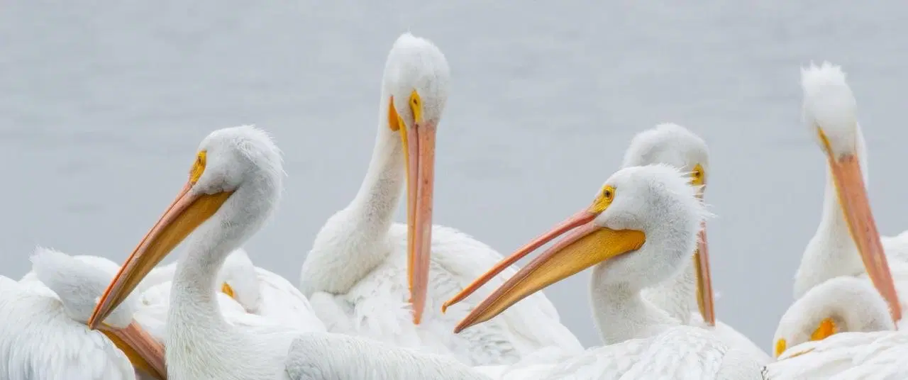 Wildlife Excursion near Mexico City: Dawn canoe & birding through Xochimilco canals and chinampas.