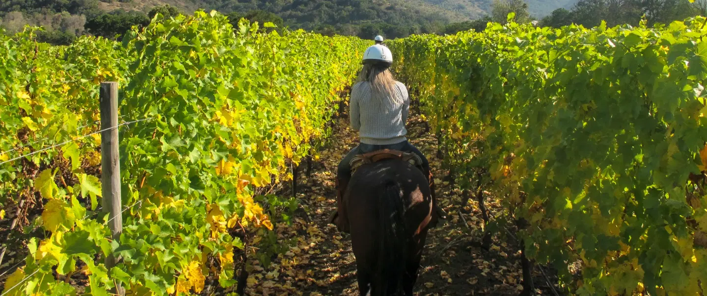 Wine Tasting in a château near Bordeaux with horse riding, cellar visit, and picnic among the vines.