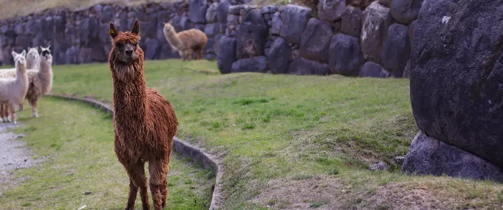 Cusco Inca ruins tour of Saqsaywaman, Qenqo, Puka Pukara, and Tambomachay, led by an archaeologist.