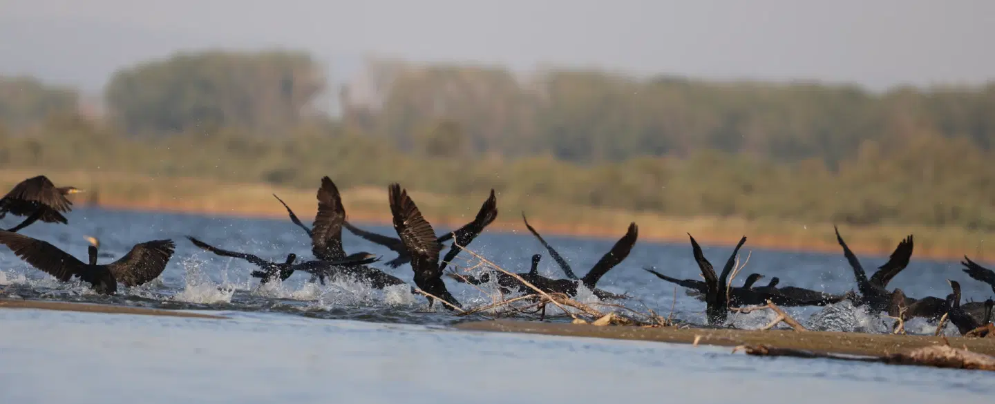 Birdwatching Tour near Thessaloniki by boat on Lake Vistonida through wetlands, flamingos, pelicans.