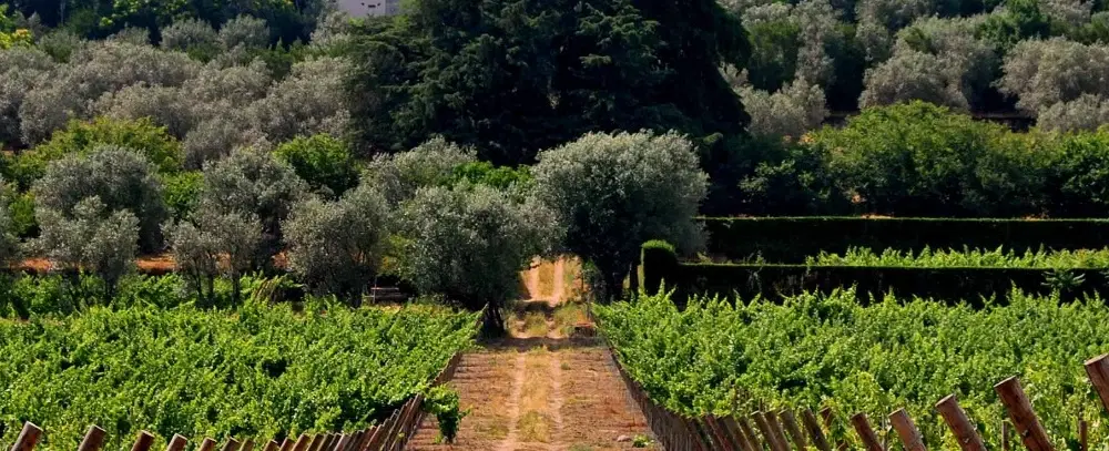 Day Trip from Porto or Coimbra to Dão‑Lafões, a region of palaces, wineries, and handmade crafts.