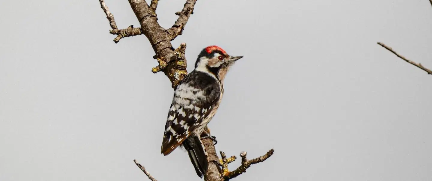 Tracking the Birds of Loulé