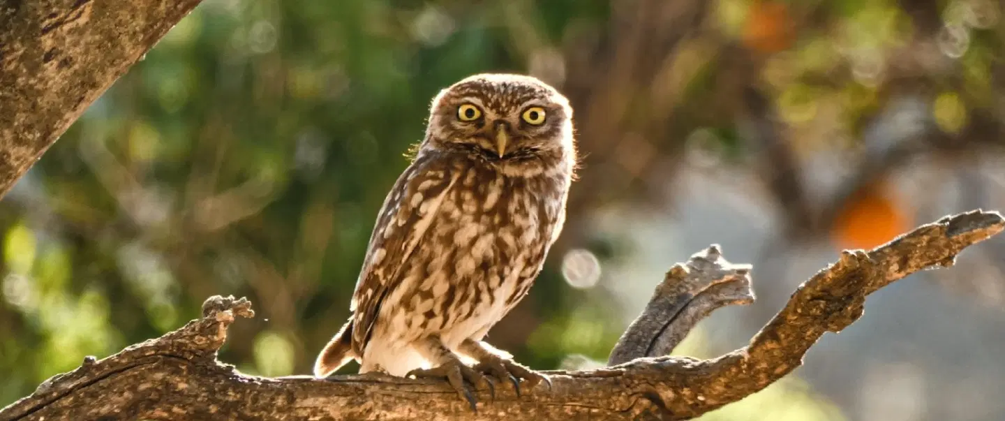 Birdwatching Tour in a rural Area of Loulé, Algarve, where you can spot different species of birds.