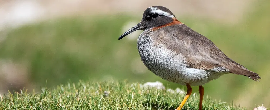 Birds of the Desert