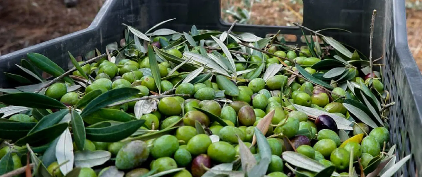 Olive Oil Tour in Alentejo at a small family farm with ancient trees, tasting session, local lunch.