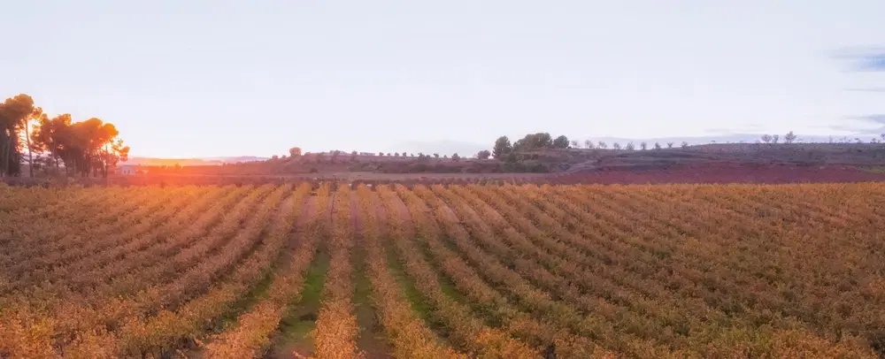 Wine Day Trip from Valencia to Utiel-Requena with Historic Caves, Bobal tasting, and Old Vines.