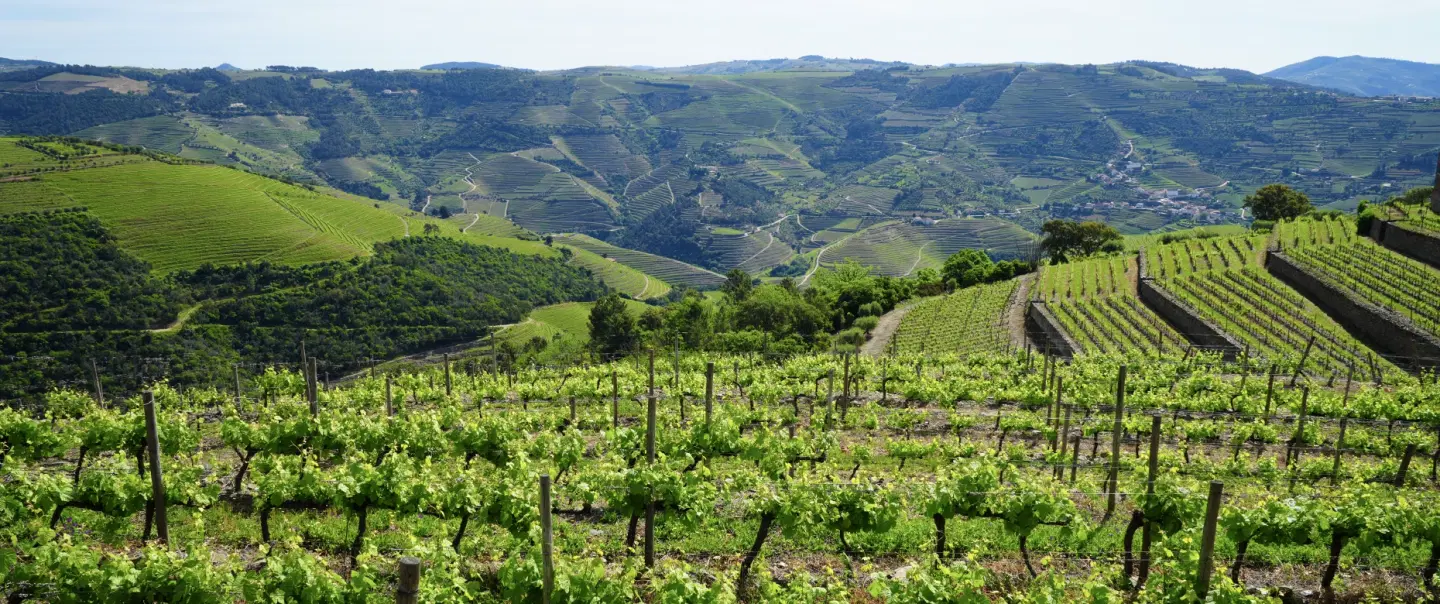 Day Trip in Douro Valley: Ride electric vintage van, taste wines & olive oil, cruise by Rabelo boat.