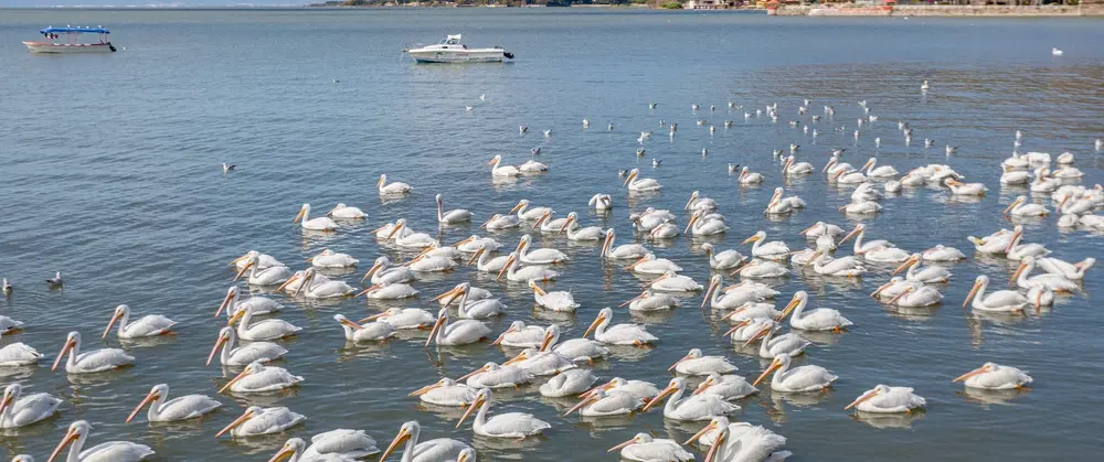 Day Trip from Guadalajara to Lake Chapala to explore its art, culture, landscapes—and a boat ride.
