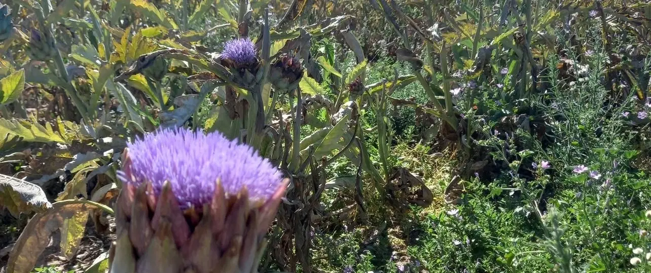 Farm-to-Table Experience near Barcelona: Hand-pick & grill delta artichokes with a private chef.