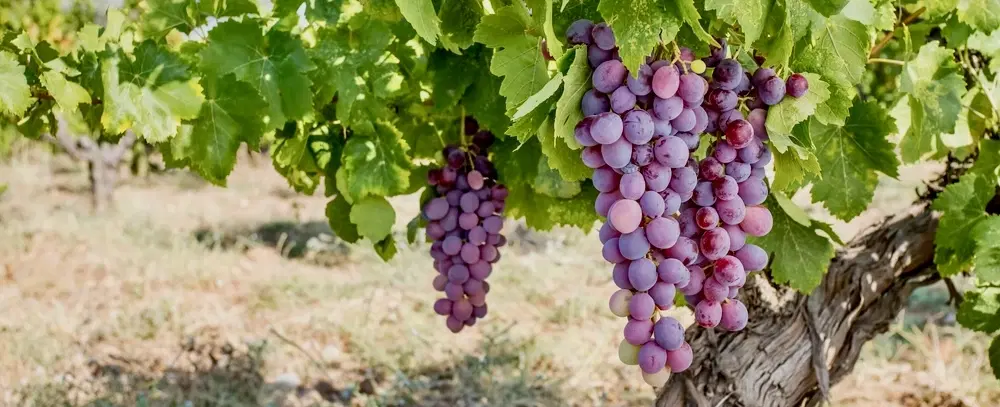 Wine Tour from Kuşadası or İzmir: Tastings & vineyard walk in boutique estates in Selçuk & Torbalı.