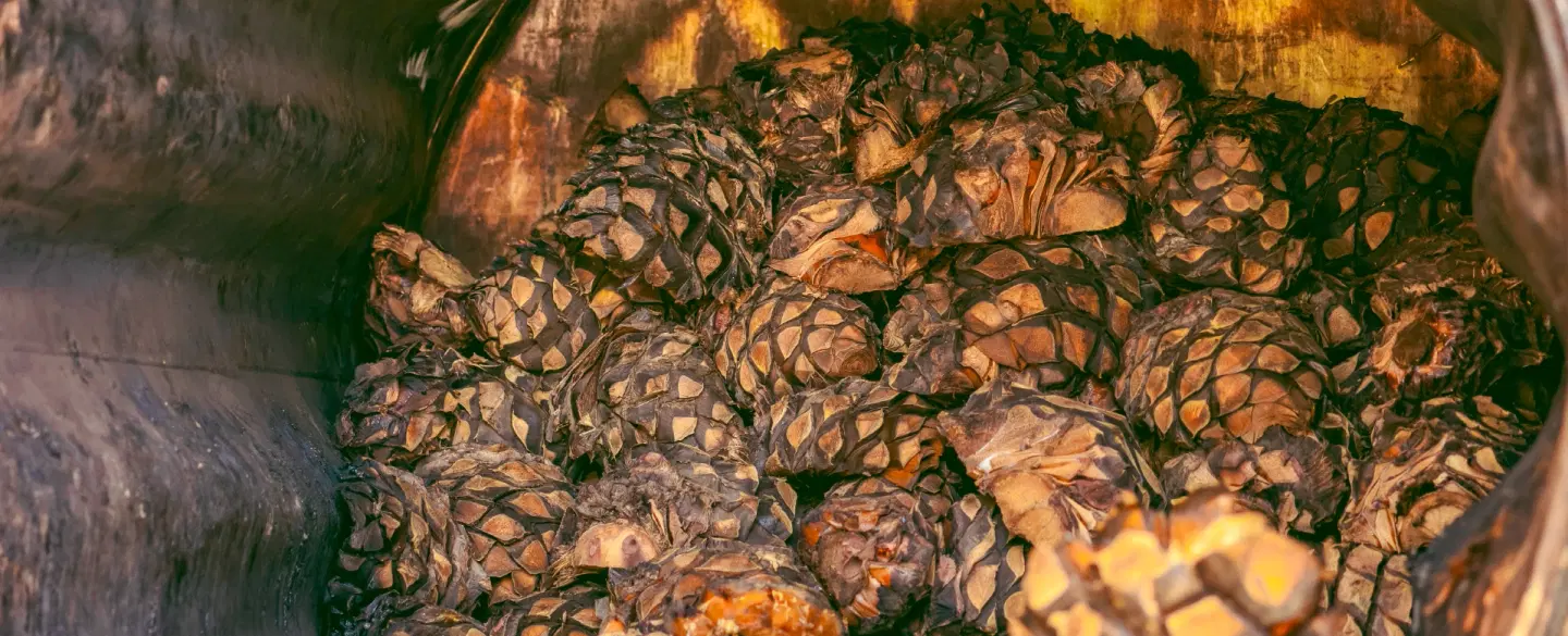 Tequila Day Tour from Guadalajara: Lowlands agave fields, artisanal distilleries, premium tastings.