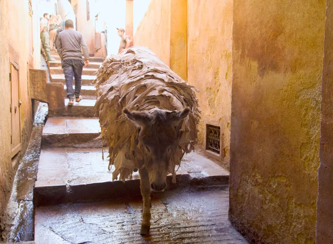 Photo Walk in Fes Medina mastering street photography with expert photographer and culture keeper.