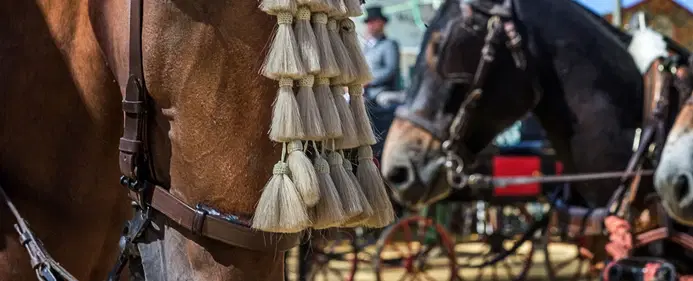 Feria Experience near Seville at Utrera Feria with Gitano traditions and flamenco heritage.