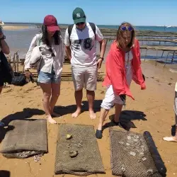 The Oysters of Ria Formosa