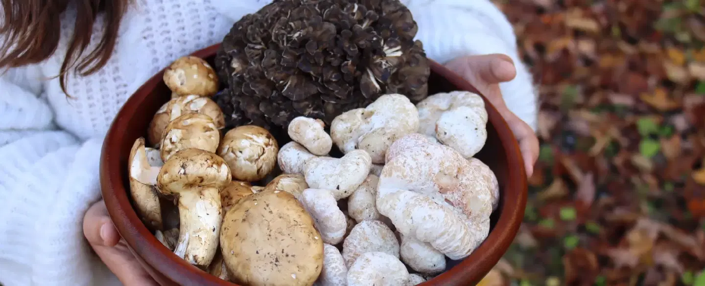 Day Trip from Athens to Evia Island for truffle hunting, followed by lunch and wine tasting.