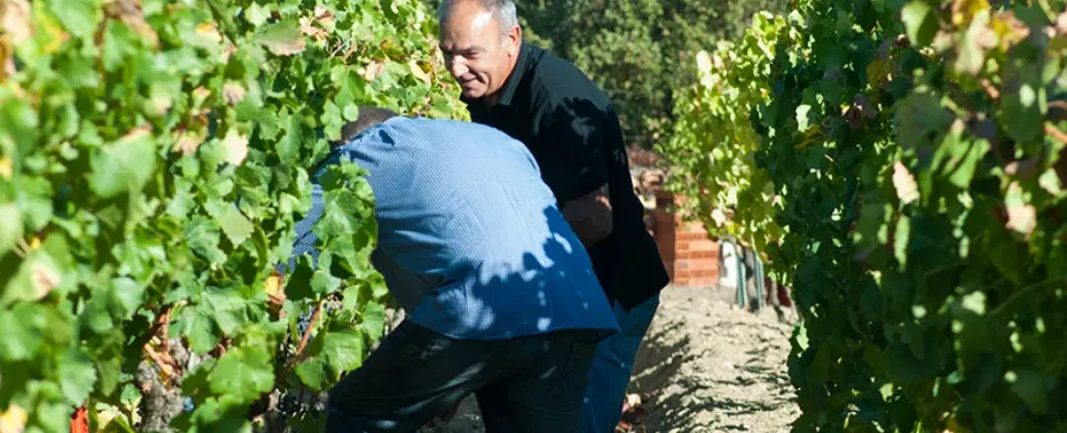 Wine Tasting in Sardinia with vineyard walk in Mamoiada and traditional Sardinian lunch included.