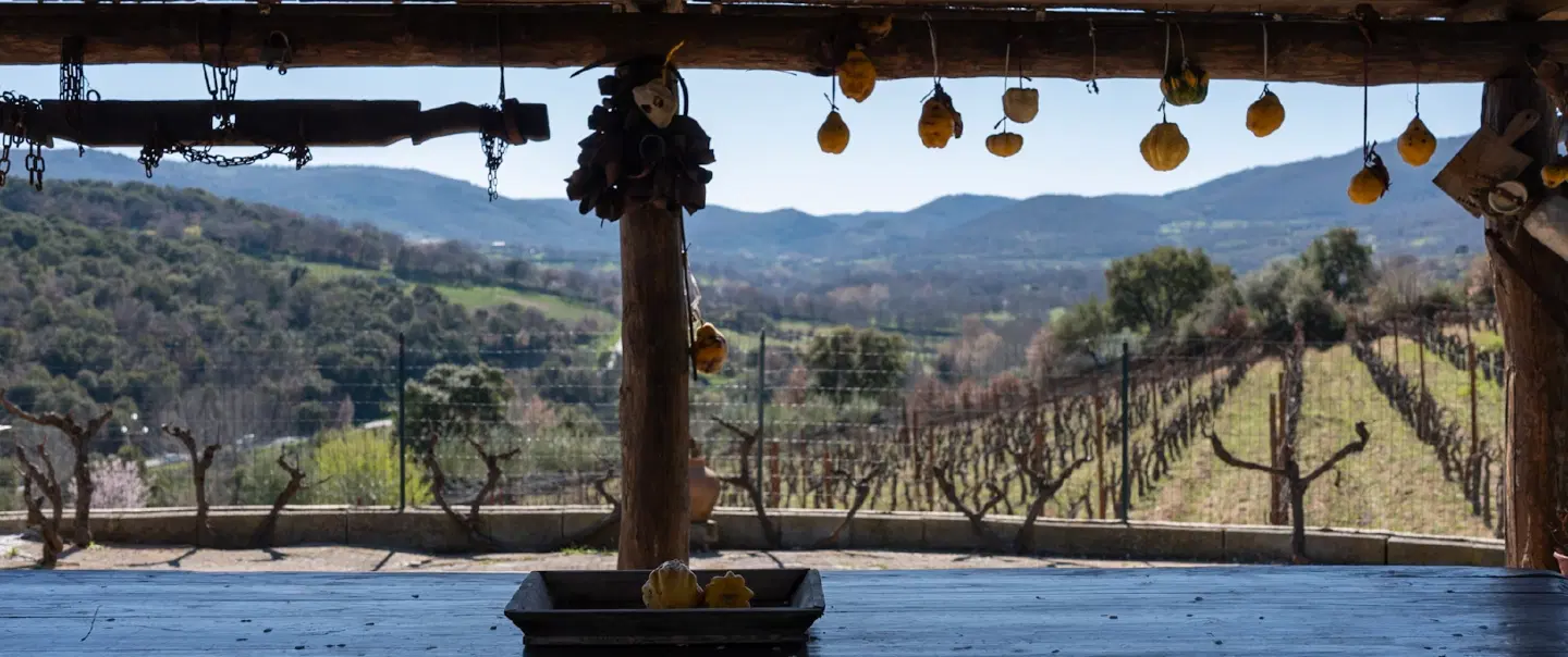 Wine Tasting in Sardinia with vineyard walk in Mamoiada and traditional Sardinian lunch included.
