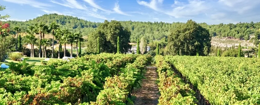 Wine Tour from Kuşadası or İzmir: Tastings & vineyard walk in boutique estates in Selçuk & Torbalı.