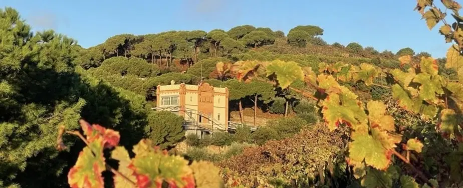 Wine Tour from Barcelona with boat arrival, sea-influenced wines, scenery, sunset dinner or brunch.