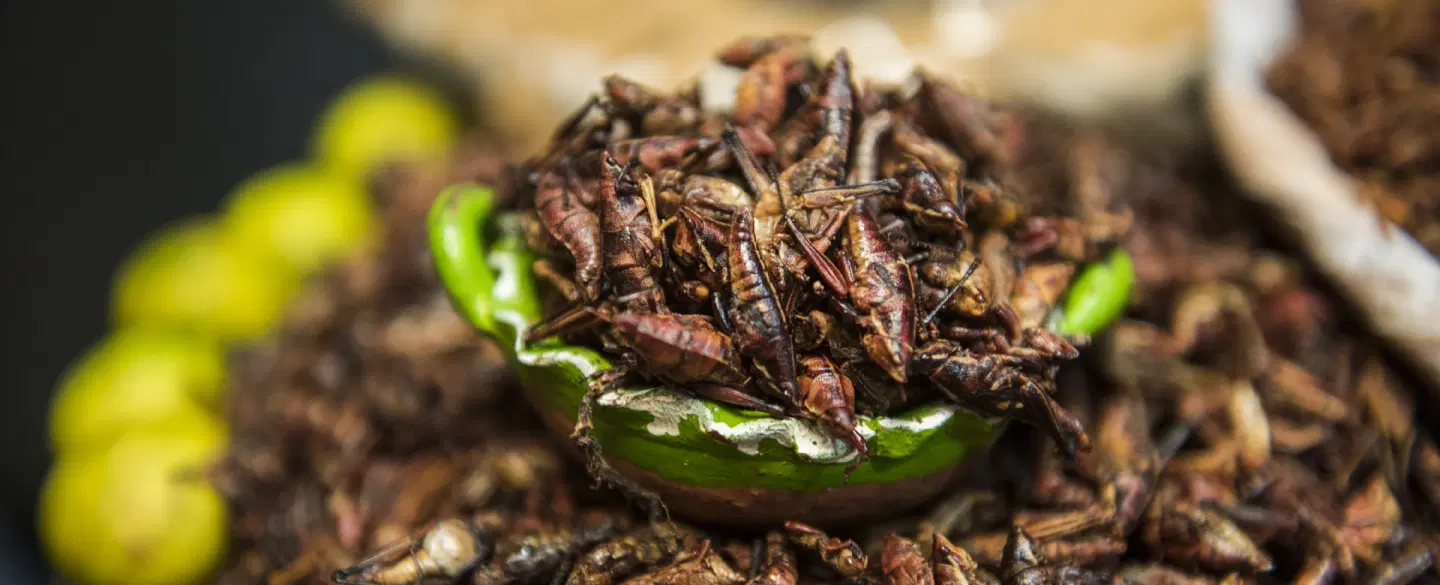 Food Tour in Mexico City, a one-of-a-kind experience through the colorful and chaotic Merced Market.