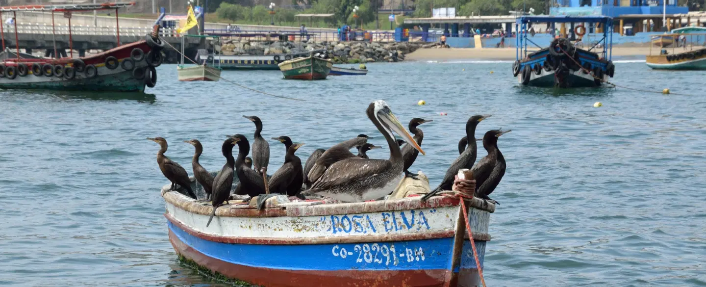Fishing Culture Tour in Lima, Peru exploring Chorrillos traditions with boat ride and ceviche class.