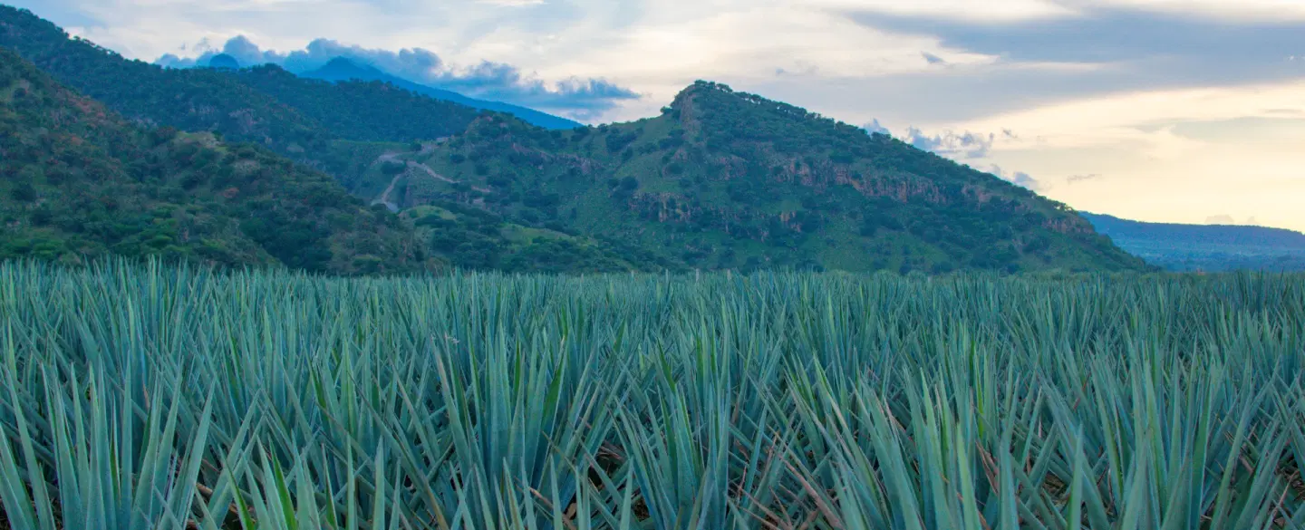 Tequila Day Tour from Guadalajara: Lowlands agave fields, artisanal distilleries, premium tastings.