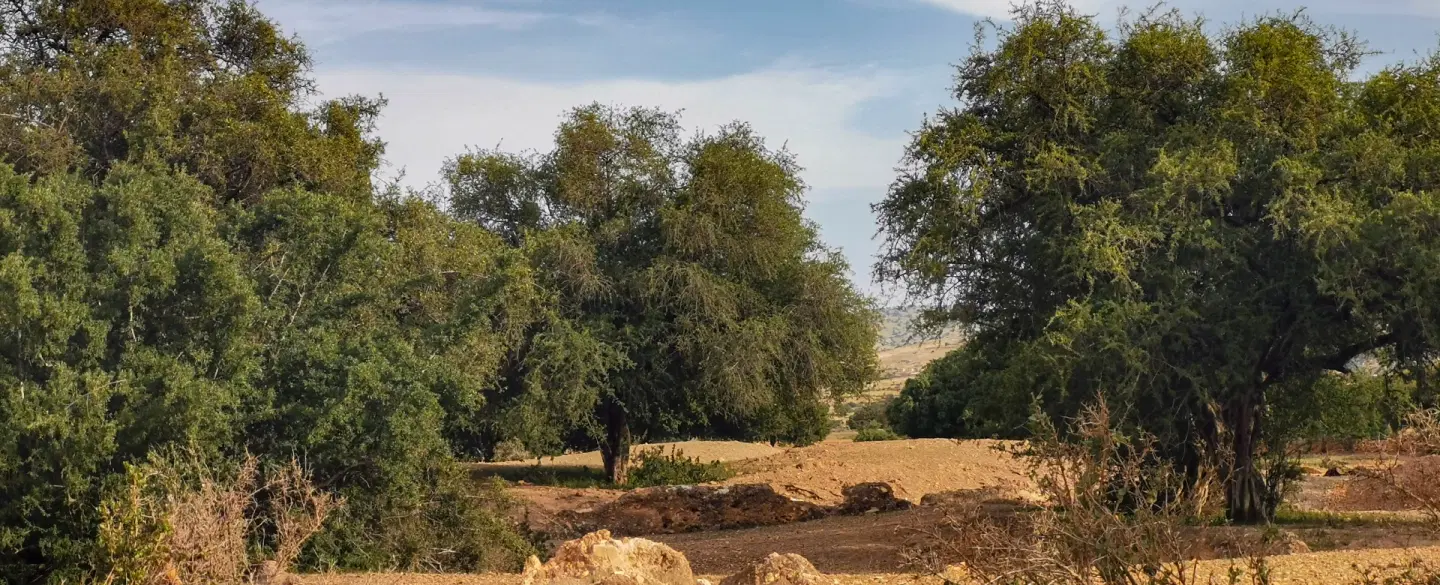Day Trip from Essaouira: Walk argan groves, explore sugar mill ruins and make oil with Berber women.