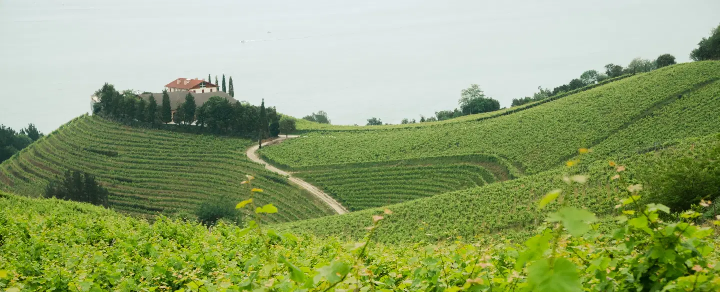 Basque Country Day Trip from San Sebastián: Food Market, Txakoli Winery, Cider House, Regional Meal.