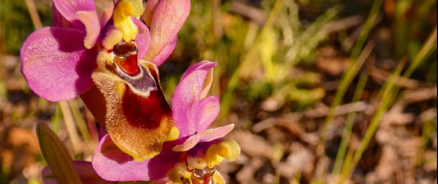Nature Hike to discover wild orchids in Portugal's Barrocal region, starting at Loulé in the Algarve