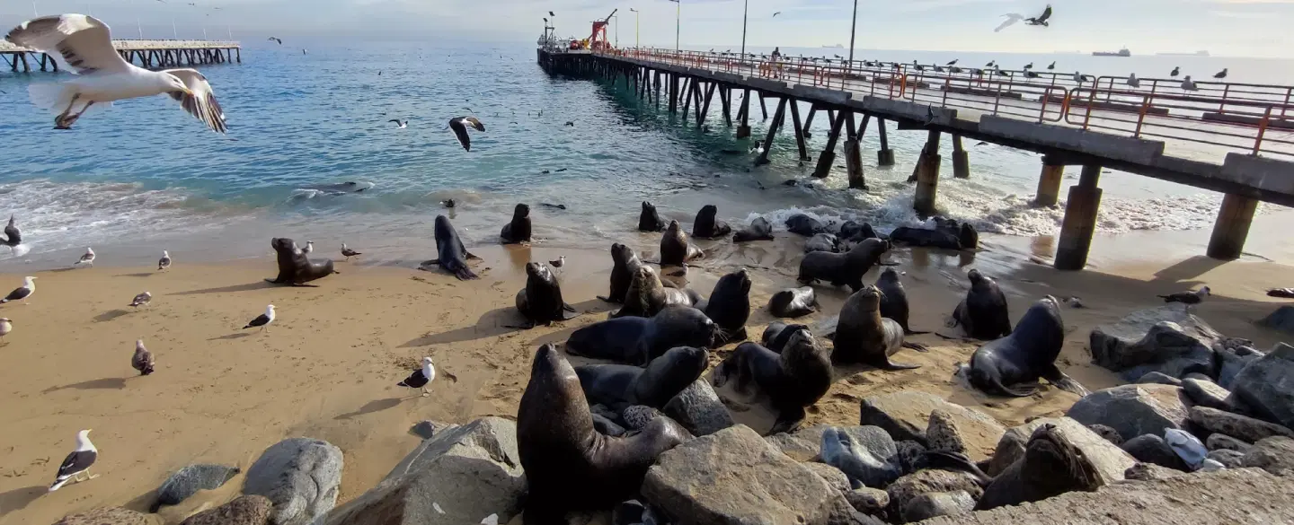 Day Trip from Santiago, Chile with fine art and street murals in Viña & Valparaíso and wine tasting.