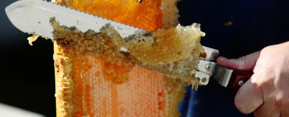 Farm Experience in Argolida from Nafplio, with beekeeper visit and organic honey tasting.