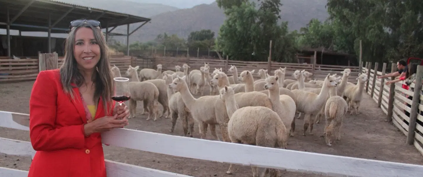 Wine Tasting Day Trip from Santiago with Alpaca Farm Visit and Heritage in Chile’s Aconcagua Valley.