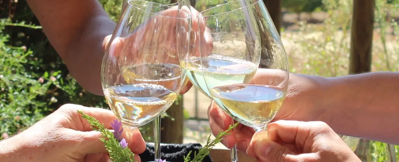 Wine Tour from Valparaíso to Casablanca Valley: a Day Trip with sommelier, tastings & pairing lunch.