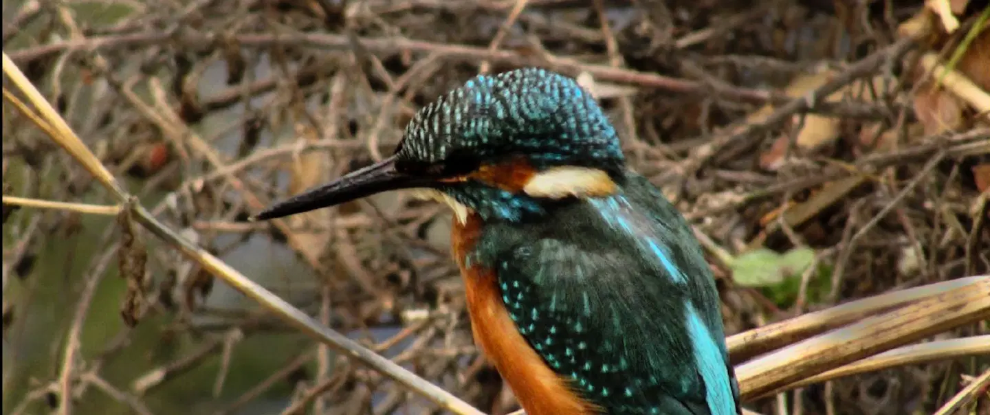 Birdwatching Tour in a rural Area of Loulé, Algarve, where you can spot different species of birds.