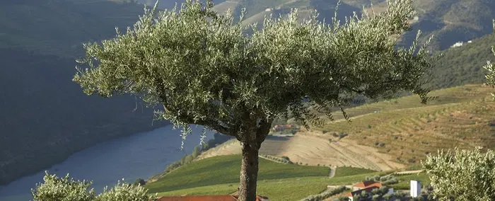 Day Trip in Douro Valley: Ride electric vintage van, taste wines & olive oil, cruise by Rabelo boat.