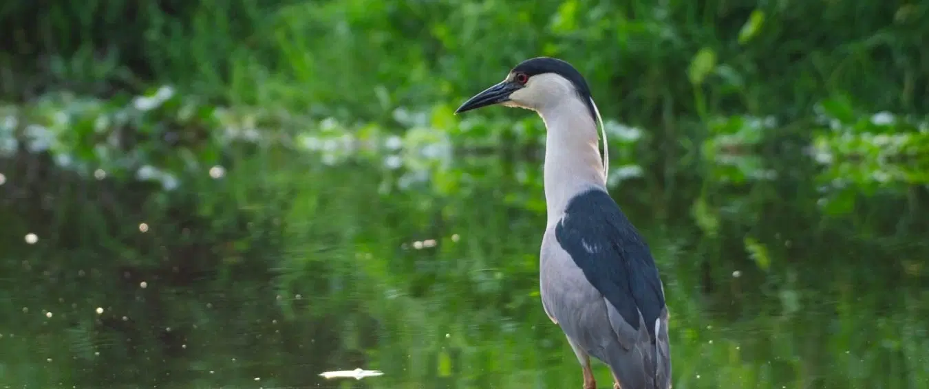 Wildlife Excursion near Mexico City: Dawn canoe & birding through Xochimilco canals and chinampas.