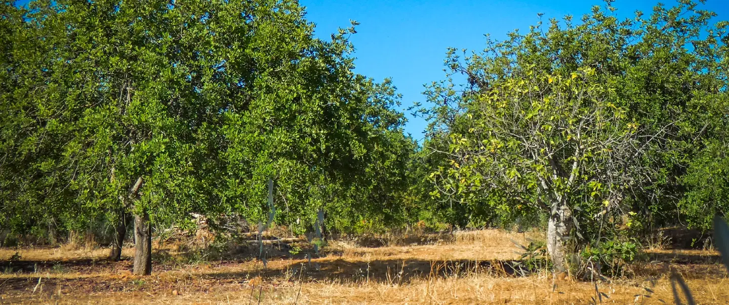 Algarve Nature Hike exploring Loulé's drylands with a naturalist, forgotten plants and farm tasting.