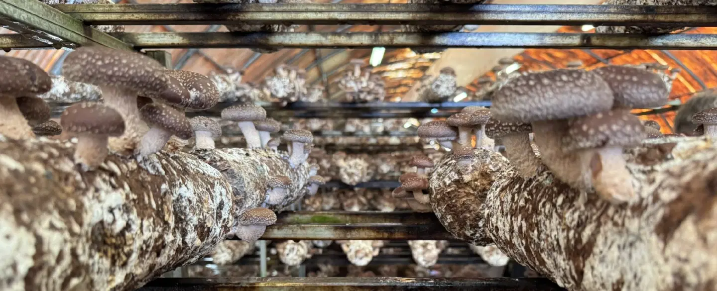 Day Trip from Athens to Evia Island for truffle hunting, followed by lunch and wine tasting.